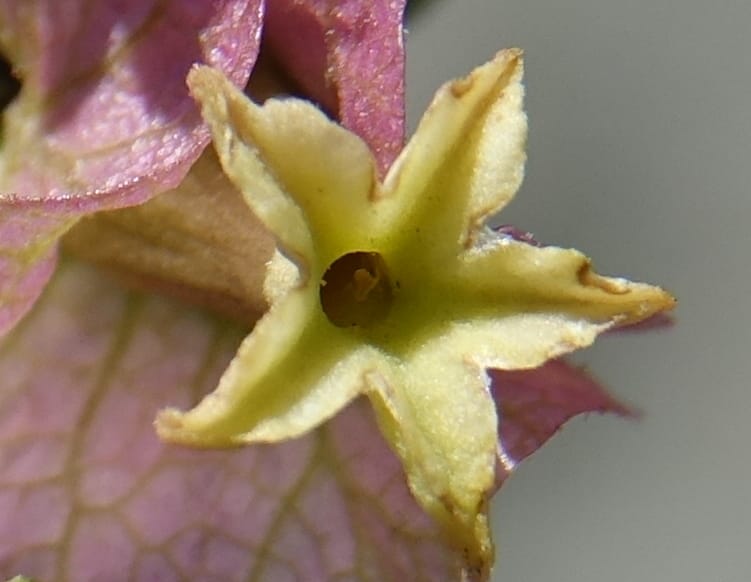 Bougainvillea spinosa, Fortunato 13089--Argentina. Hwy 150 W of Jachal. 5 Feb 2018. DSC08346 (99).JPG