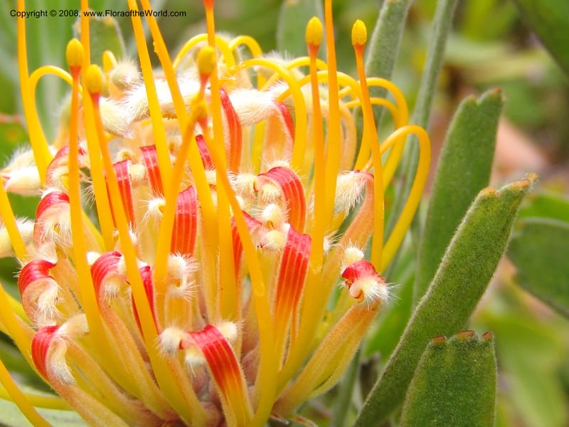 Leucospermum erubescens, 1993.0296--CA. San Francisco Arbor. 3 Jul 07. 174.jpg