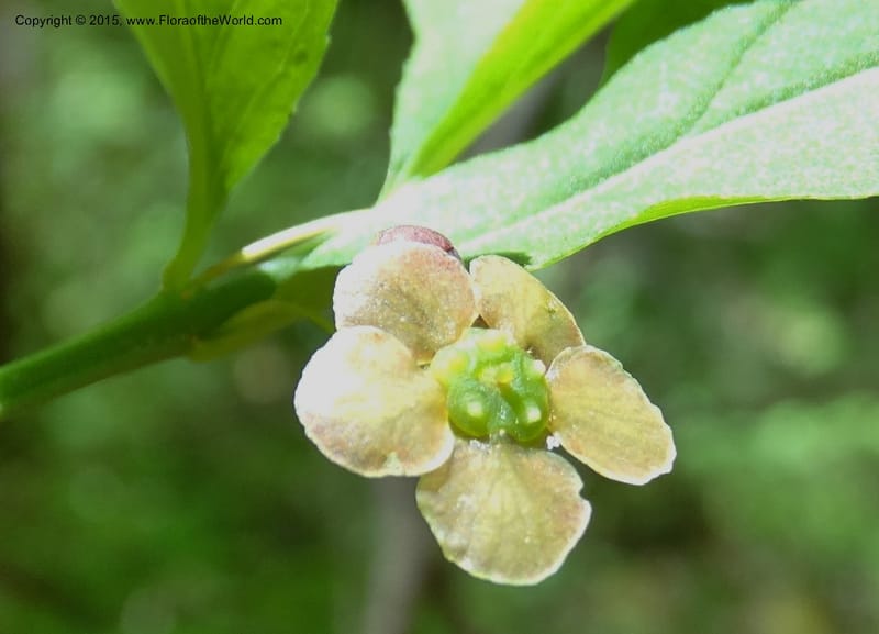 Euonymus obovatus, Davidson, C 12987--North Carolina. Clay Co. Perry Gap Rd, Barnard's Cr. 13 May 2015. DSC04860 (203).JPG