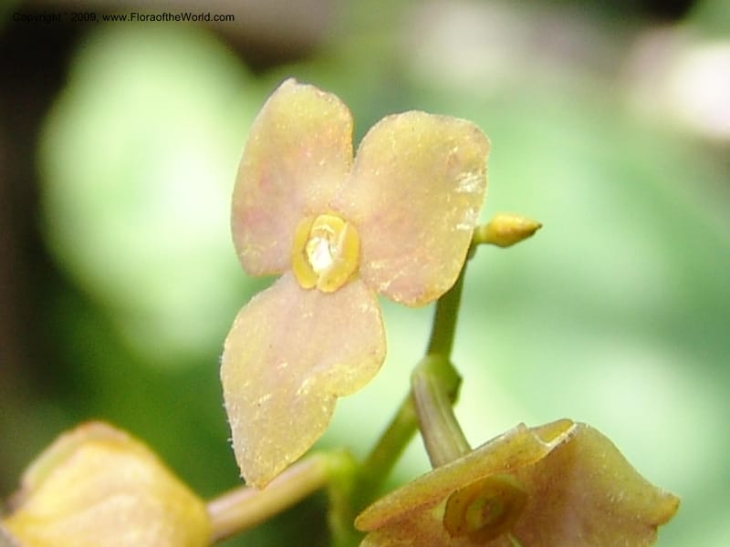 Stelis, DNeill15933--Ecuador. Prv. Zam. Ch. C del Condor. Wawaime plot. 22 Sep 07. 338.jpg