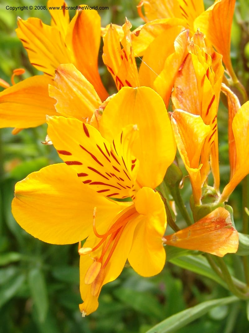 Alstroemeria aurantiaca, s.n.--CA. San Francisco Arboretum. 9 Aug 07. 581.jpg