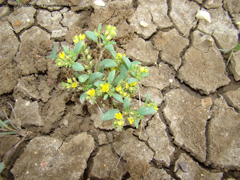 OR. Malheur Co. Leslie Gulch. 1 Jun 08. 040.jpg