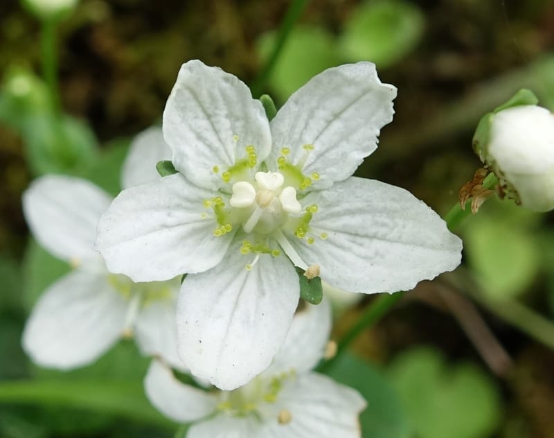 Parnassia palustris, Tseng Yu-Hsin 1316--Taiwan. SW of Nanshan on highway 7. 20 May 2016. DSC03339 (13).JPG