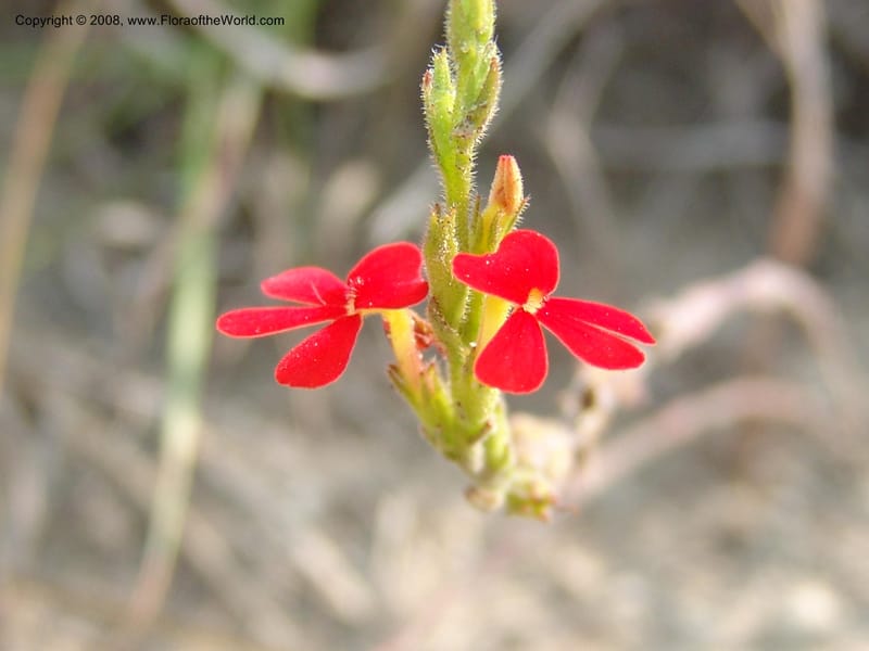Striga elegans--So.Africa. Mpumal. R577 N of Lydenburg. 16 Mch 05. 098.jpg