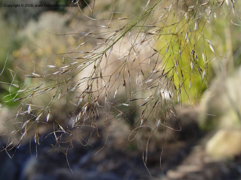 Austrostipa ramosissima, 87.0477--CA. UC Berkeley Bot. Gard. 10 Feb 04. 062.jpg