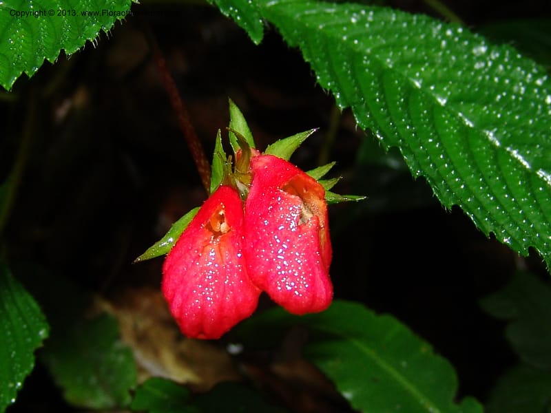 Gasteranthus, Croat 95692--Ecuador. Maquipucuna Biol. Res. Send. Princip. 11 Mar 06. 011 (3).jpg