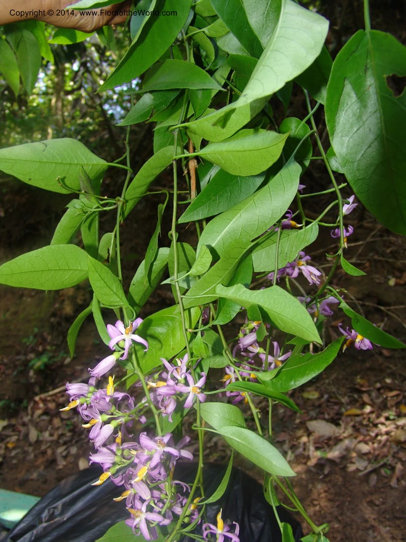 Solanum, Farfan 773--Peru. Edo. Madre de Dios. Quebrada Loboyoc. 21 Oct 05. 258.jpg