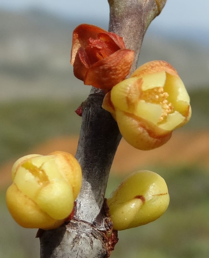 Garcinia, Munzinger, J 7454--New Caledonia. Tiebaghi. 17 Nov 2015. DSC03437 (97).JPG