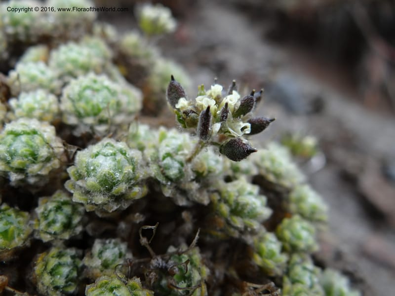 Draba, Ulloa, C 2414--Ecuador. Pichincha. Nevado Cayambe. 6 Oct 2012. DSC07236 (121).JPG