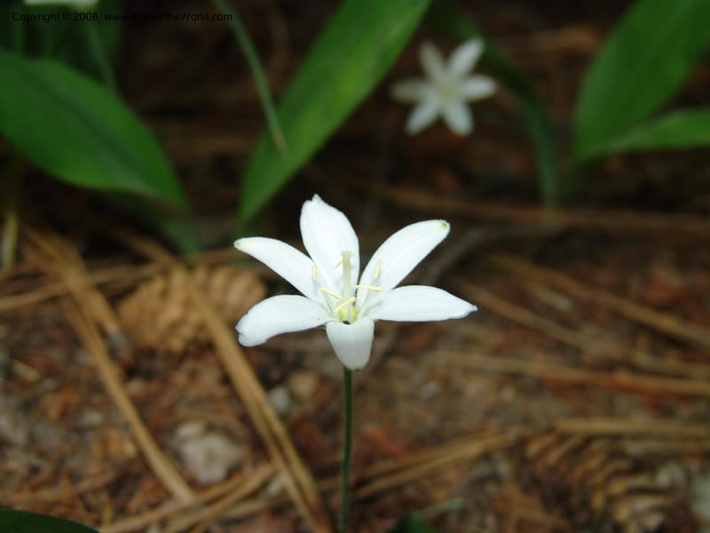 Clintonia uniflora--ID. Valley Co. Sylvan Beach, McCall. 24 Jun 05. 015.jpg