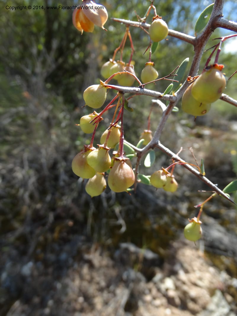 Putterlickia pyracantha, Davidson, C 12273--South Africa. Western Cape. S of Oudtschoorn. 20 Jan 2014. DSC00850 (31).JPG