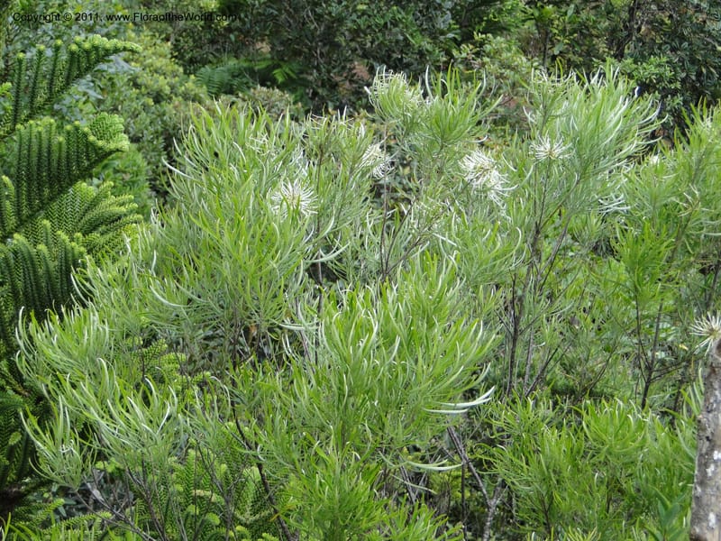 Grevillea exul, M. Callmander 809--New Caledonia. Mont Dore. 20 Jan 2010. 1361 (3).JPG