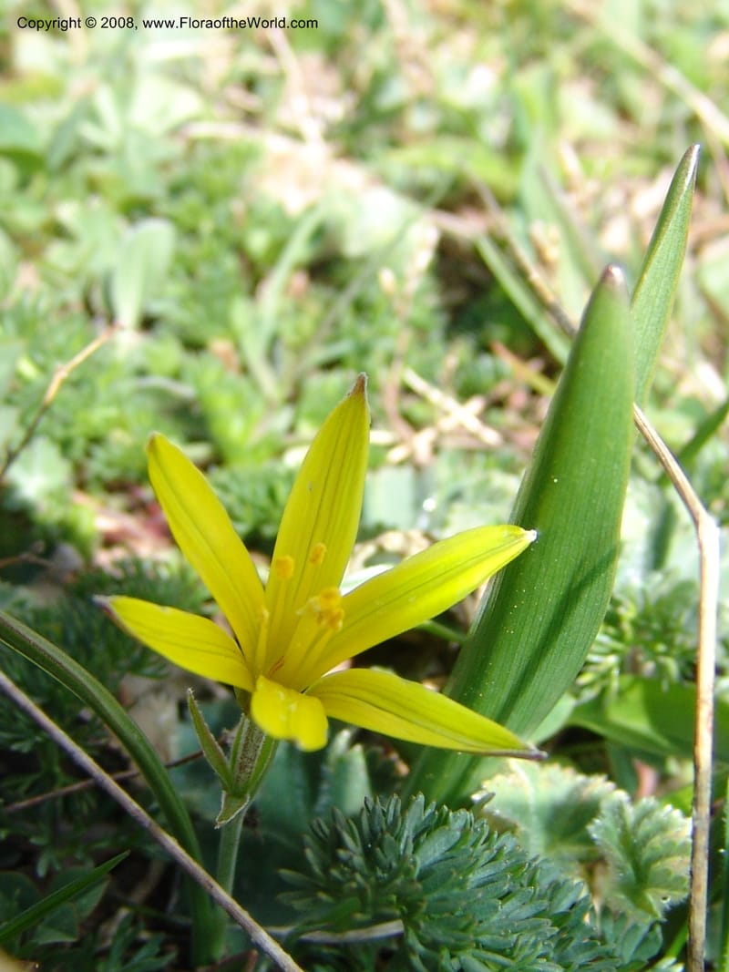 Gagea--Georgia. Vic. of Tskhrats'karo Pass. 7 Jun 05. 054.jpg