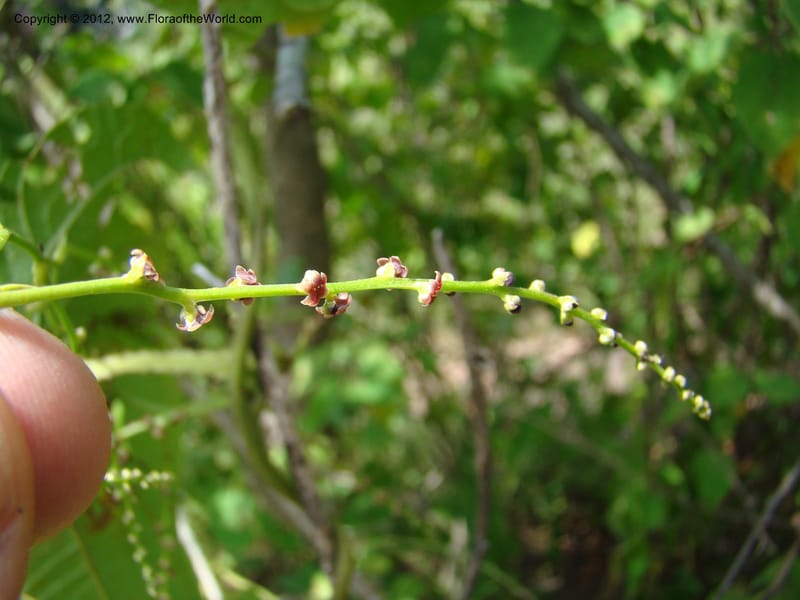 Dioscorea, N. Martinez M. 2431--MX. Chiapas. Jiquipilas. Cerro el Campanario. 14 Sep 08. 193 (4).jpg