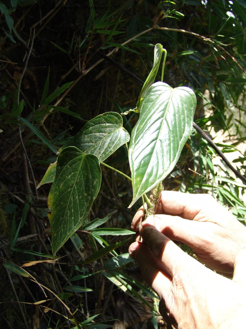 Anthurium, Croat93231--Ecuador. Prov. Pichincha. Old hwy Quito to Sto. Domingo. 12 Aug 04. 039.jpg
