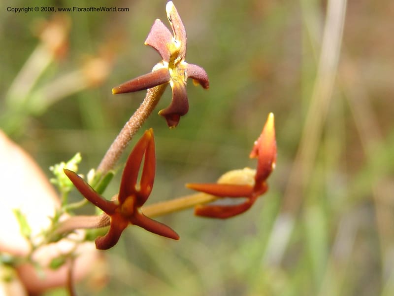 Jamesbrittenia --So.Africa. Mpumal. R577 N of Lydenburg. 16 Mch 05. 241.jpg