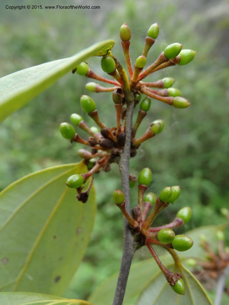 Litsea, Boufford, D 43690--China. Sichuan. LongDongZhen on Rd. to LeiYuan Shan. 13 May 2014. DSC05860 (234).JPG