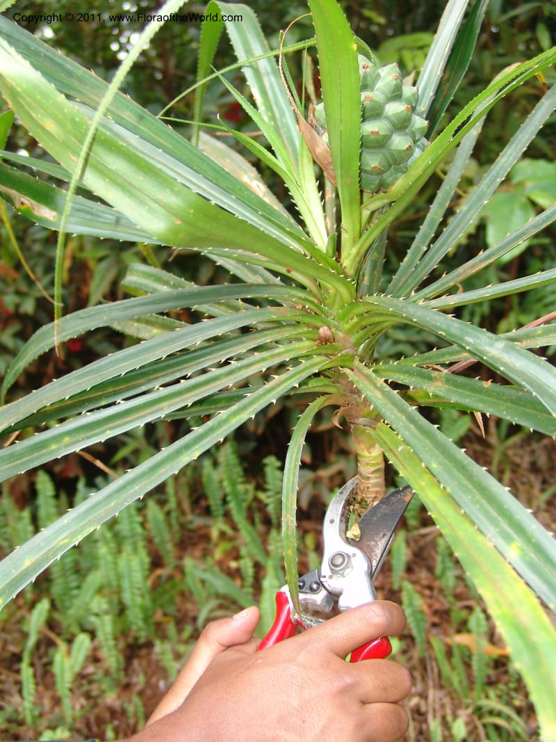Pandanus latistigmaticus, ROR1575--Madag. Parc Nat. Montagne d'Ambre. 10 Nov 06. 097 (12).jpg