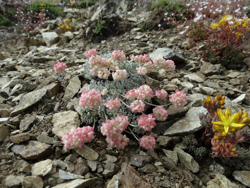 Eriogonum ovalifolium var. nivale, Davidson, C 12594--ID. Idaho Co. Seven Devils Camp Ground. 15 Jul 2014. DSC00113 (230).JPG