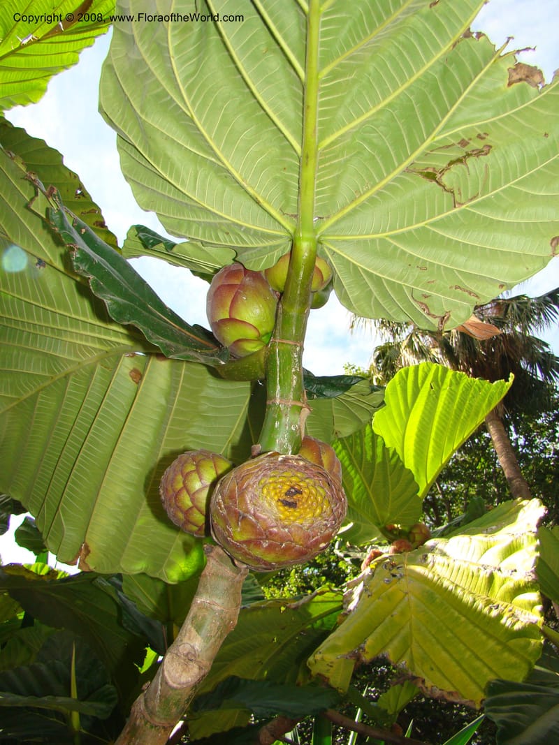 Ficus dammaropsis--Australia. Royal Botanic Garden, Melbourne. 19-20 Mch 08. 208.jpg