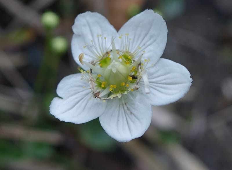 Parnassia palustris--Japan. Hokkaido. Teshio Exptl. For. 3 Aug 2016. DSC00757 (126).JPG