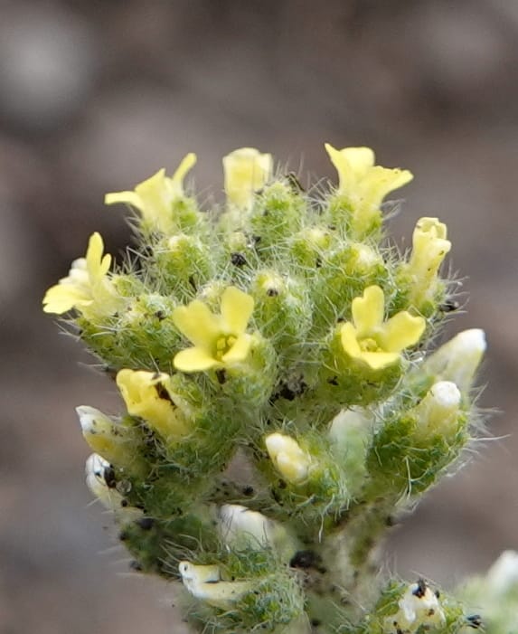 Alyssum alyssoides, C. Davidson 13754--Oregon. Wallowa Co. Zumwalt.Trail Cr. Rd. 4 Jun 2018. DSC04078 (154).JPG