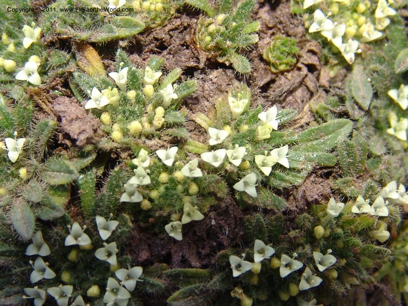 Valeriana, R. Vasquez 33191--Peru. Cusco. Calca. Abra de Chayna Puerto. 3 Nov 07. 184 (6).jpg