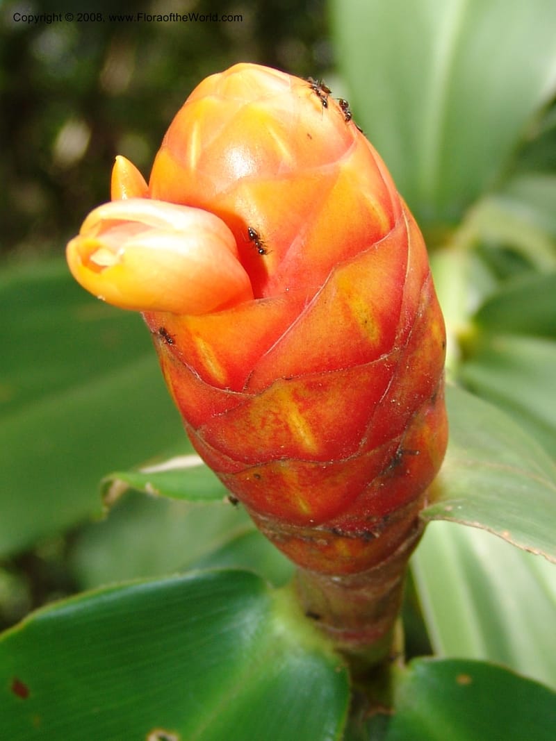 Costus, AAraujoM1213--Bolivia. P. Nac. Madidi. Rio Tuichi, San Jose de Uchup. 29 Nov 04. 355.jpg