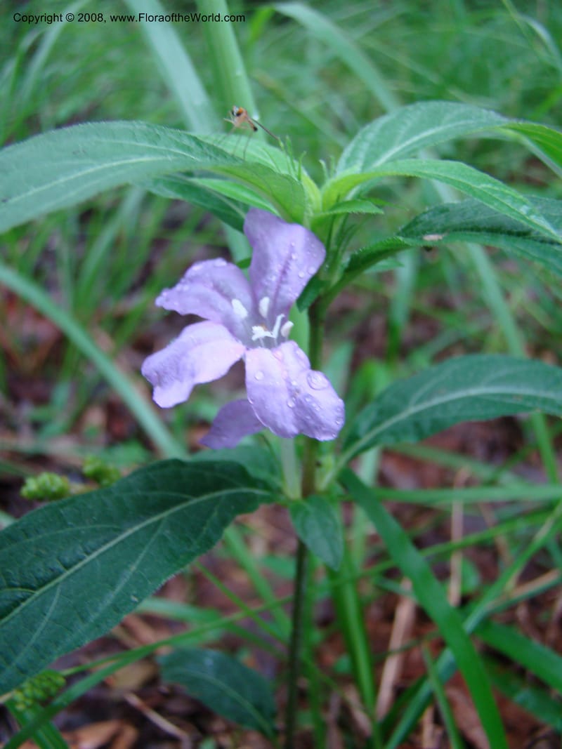 Ruellia caroliniensis--TX. Harris Co. Armand Bayou Nat. Ctr. 26 Apr 08. 043.jpg