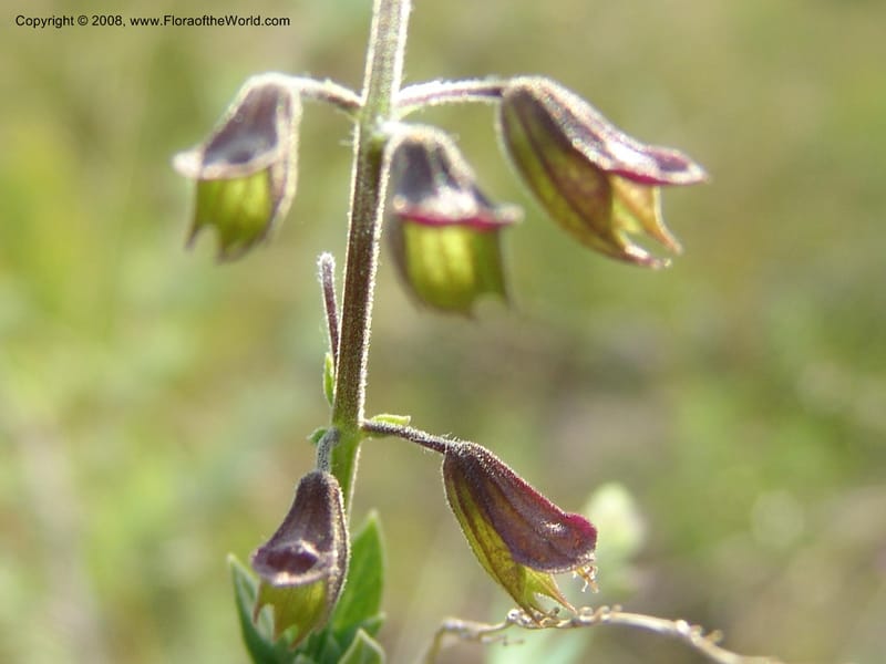 Syncolostemon cf--So.Africa. Mpumal. R577 N of Lydenburg. 16 Mch 05. 117.jpg