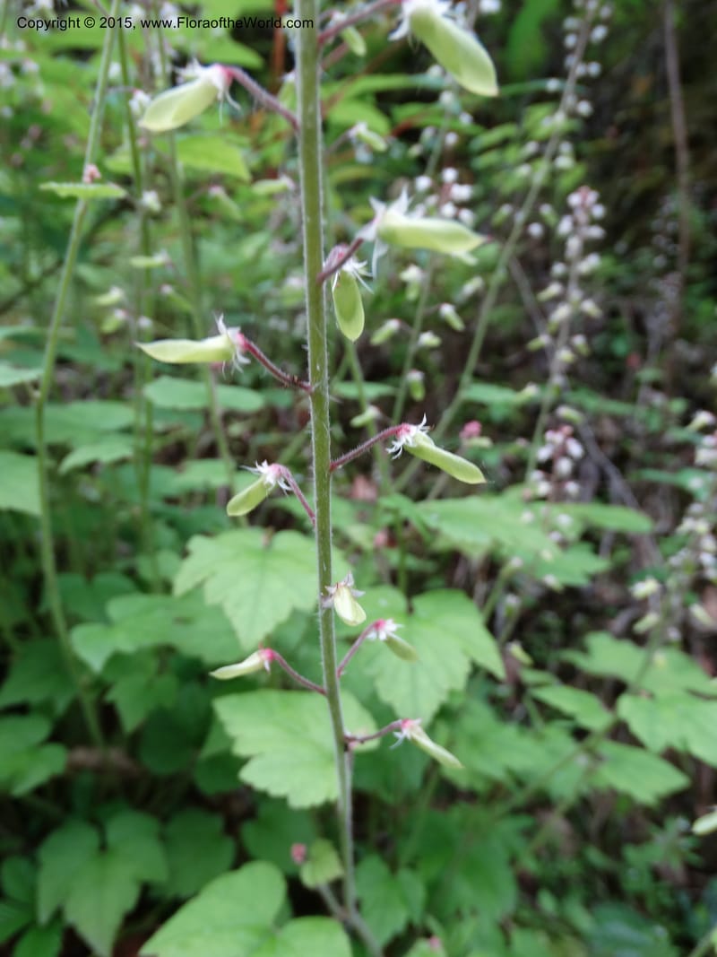 Saxifraga mengtzeana, Boufford, D 43703--China. Sichuan. DongLa Ecoreserve. 13 May 2014. DSC06300 (69).JPG