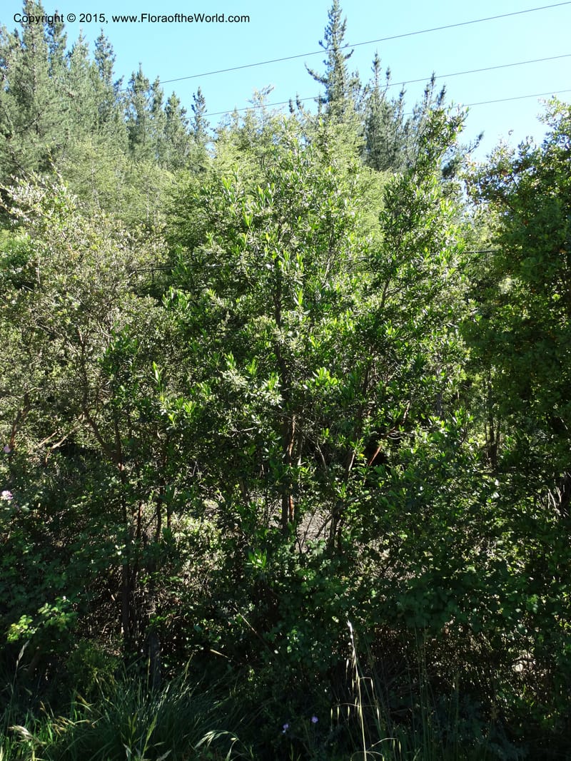 Pitavia punctata, Davidson, C 12801--Chile. L-30-M to Constitution. Jct to Empedrado. 25 Nov 2014. DSC07670 (7).JPG