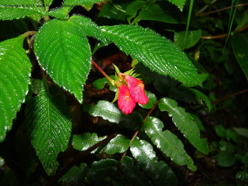 Gasteranthus, Croat 95692--Ecuador. Maquipucuna Biol. Res. Send. Princip. 11 Mar 06. 011 (13).jpg