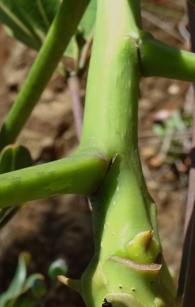 Plerandra polydactylis, Lowry, P 7420--New Caledonia. PinPin. 20 Nov 2015. DSC03938 (120).JPG