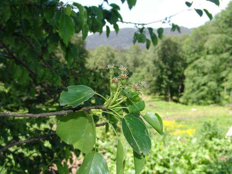 Pyrus caucasica--Georgia. 2 km S of Bakuriani, rd to Khrats'koros. 6 Jun 05. 397.jpg