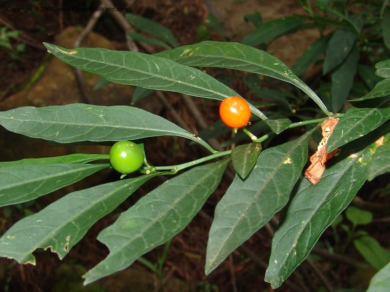 Solanum--So.Africa. KZN. Midl. Meand. Granny Mouse. 13 Mch 05. 117.jpg