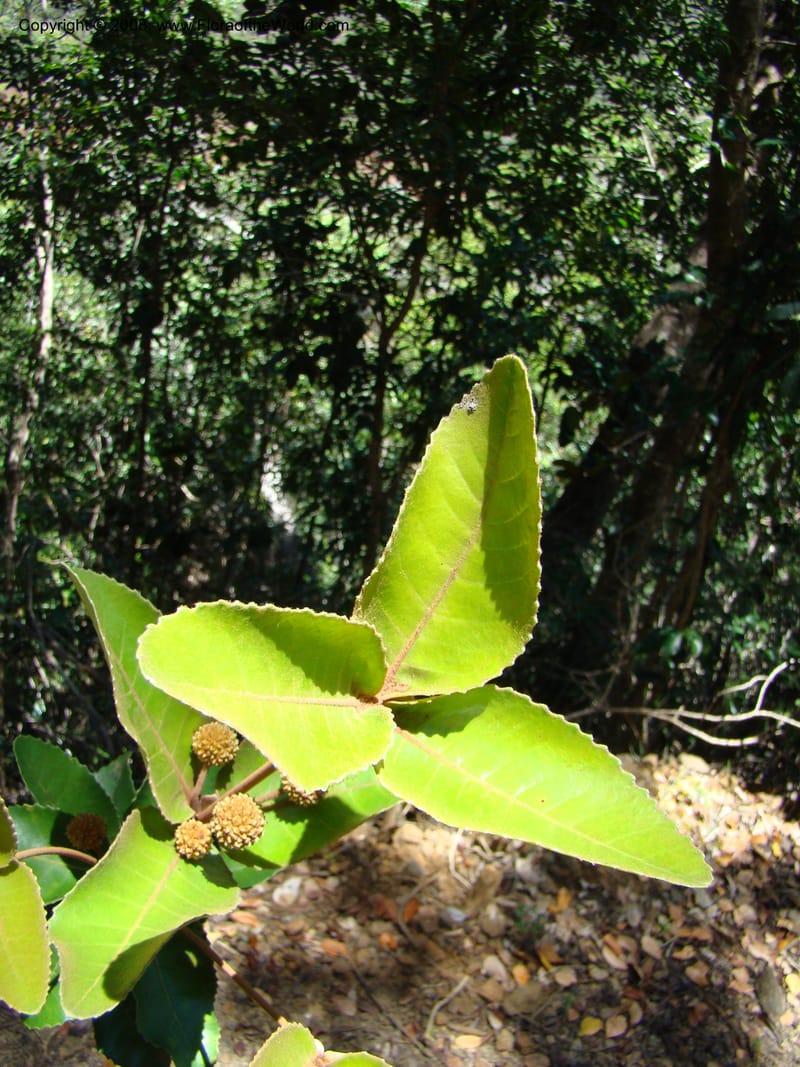 Pancheria gatopense, JMunzinger4658--N.Caled. Dumbea Dam, Dumbea Riv. 11 Nov 07. 162.jpg