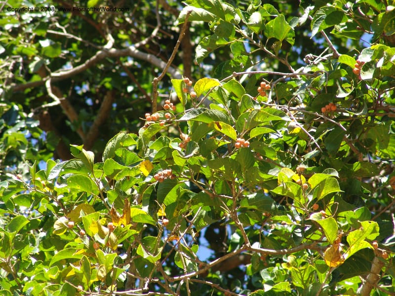 Croton--So.Africa. KZN. Scottburgh, S of Durban. 12 Mch 05. 013.jpg
