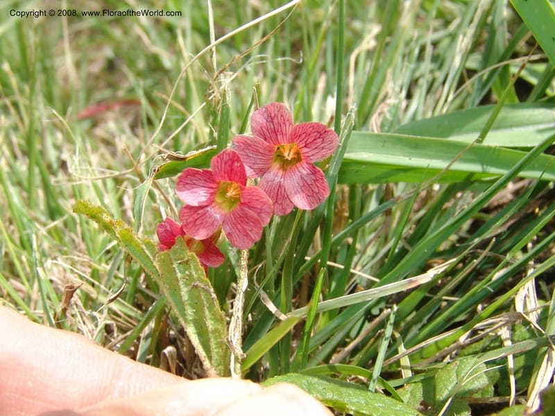 Hermannia woodii--So.Africa. KZN. Midl. Meand. Granny Mouse. 13 Mch 05. 170.jpg