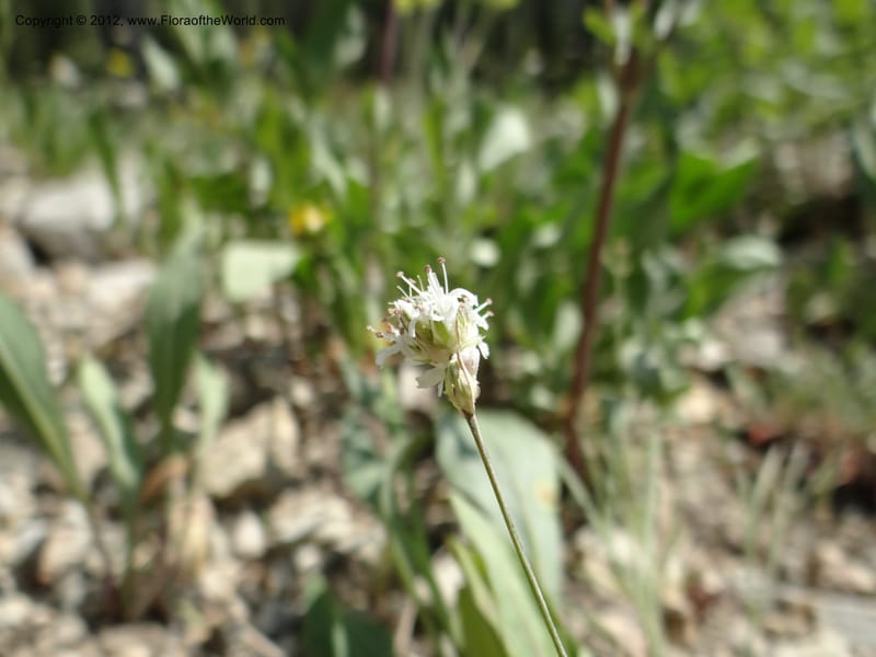 Eremogone congesta, Davidson, C 12074--ID. Valley Co. Yellow Pine to Big Creek Rd. 7 Aug 2012. DSC04021 (59).JPG