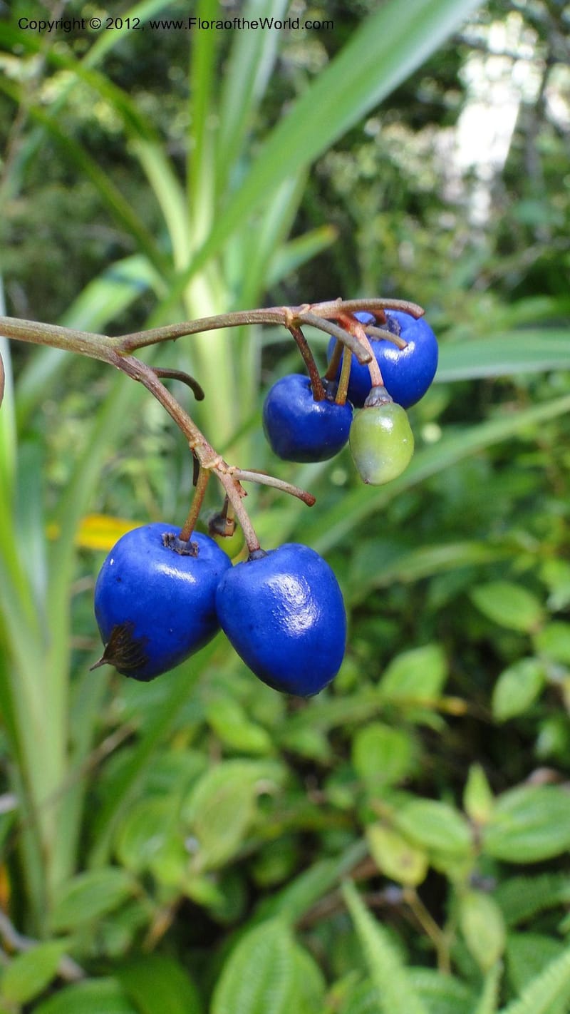 Dianella ensifolia, A. Ramahefaharivelo 168--Madagascar. Ambolotara. Ambodini, Vatovavy. 3 May 2010 177 (37).jpg