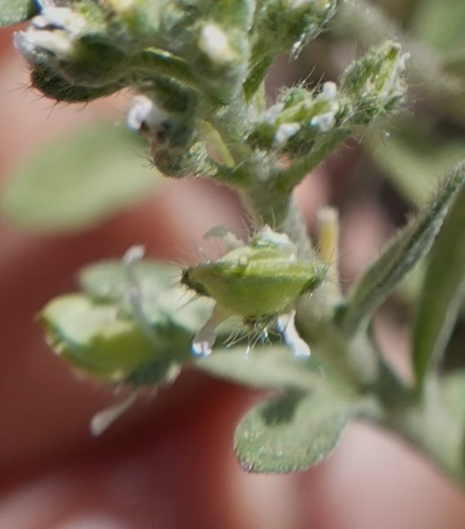 Alyssum alyssoides, C. Davidson 13796--Oregon. Union Co. Hwy 82, near summit. 6 Jun 2018. DSC05441 (65).JPG