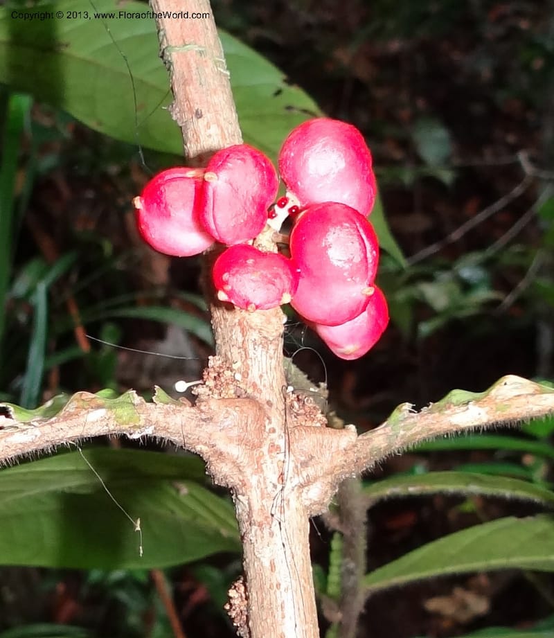 Lepisanthes ramiflora, Buerki 324--Malaysia, Sarawak. Bako Nat. Park. Lintang Trail. 30 Mar 2012.  NDSC06186 (168) - Copy.JPG