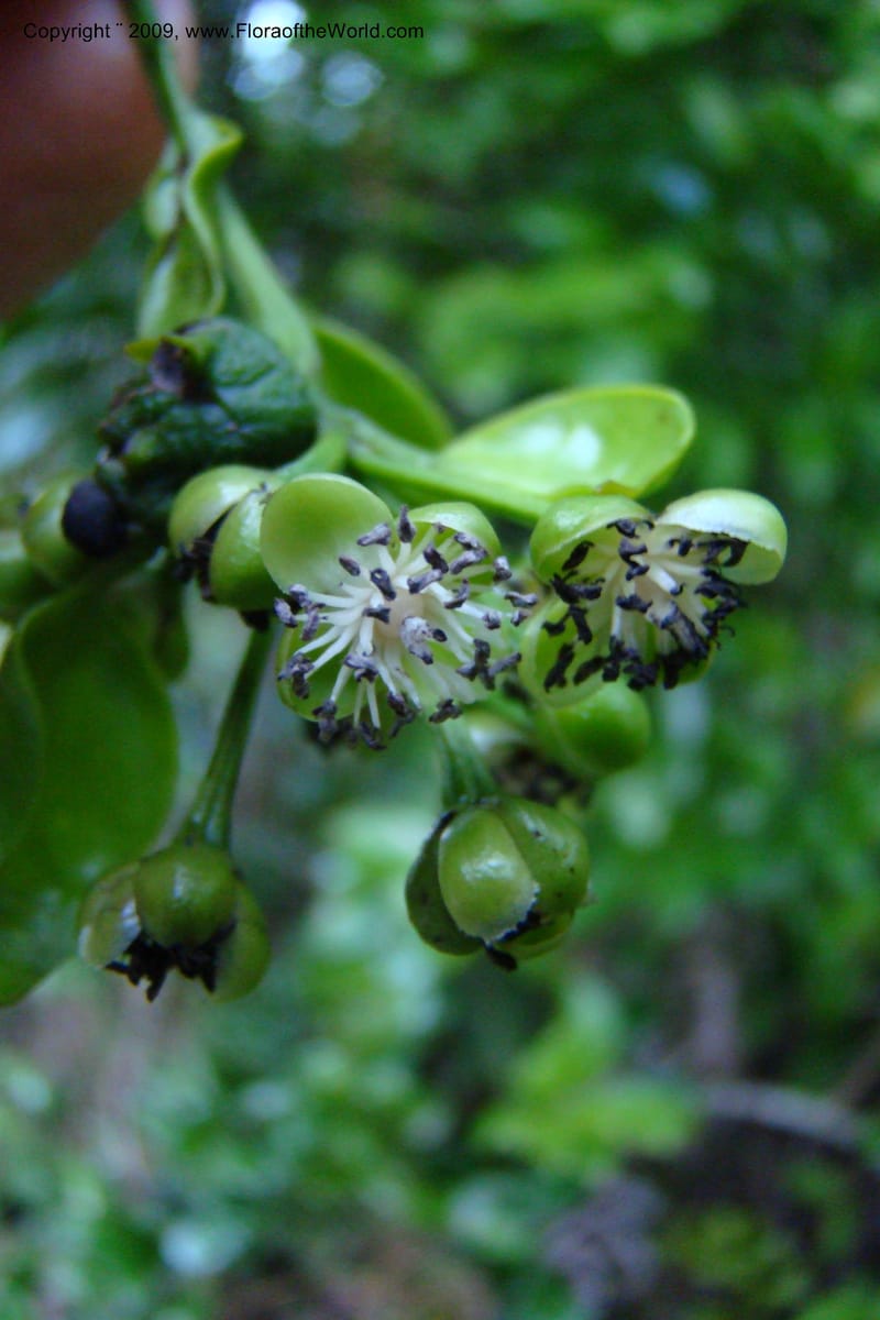 Barbeuia madagascariensis, Z. Rogers 1242--Madag. Prov. Fianar. E of Ifanadiana.15 Jan 09. 016.jpg