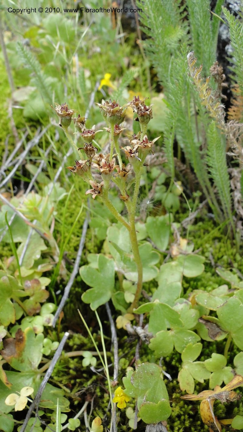 Suksdorfia ranunculifolia, B. Ertter 19978--Idaho. Valley County. 1 July 2010. 085 (4).jpg