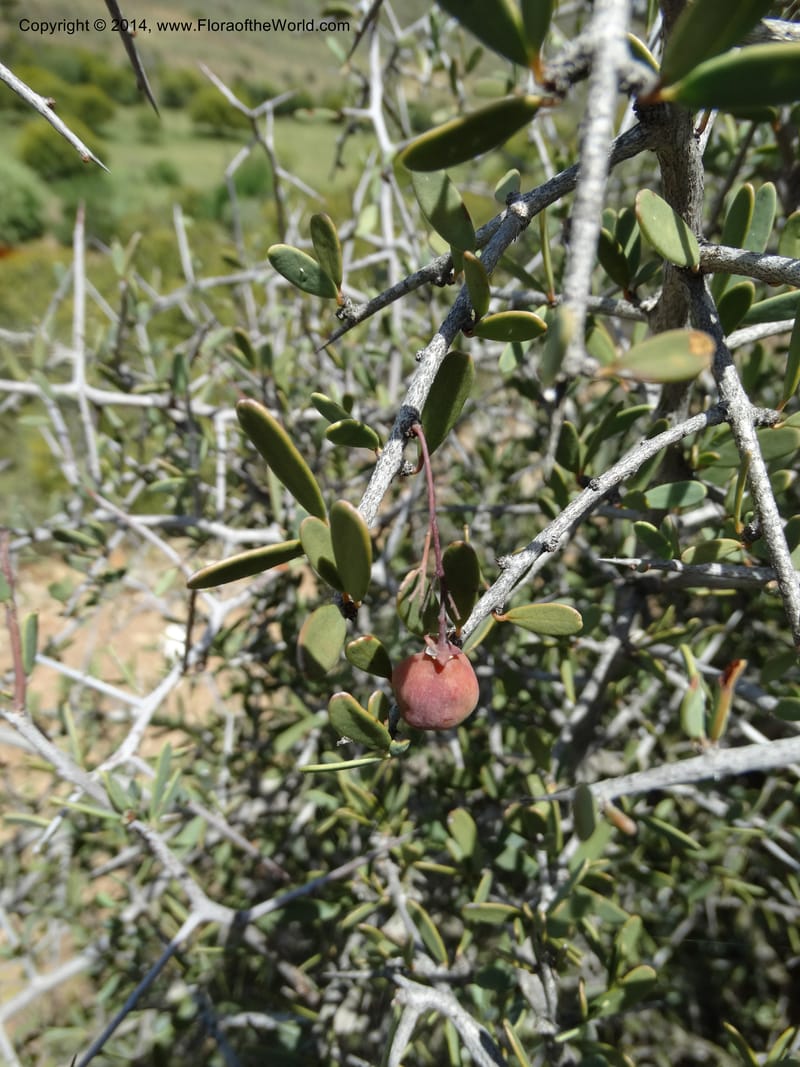 Putterlickia pyracantha, Davidson, C 12273--South Africa. Western Cape. S of Oudtschoorn. 20 Jan 2014. DSC00850 (12).JPG