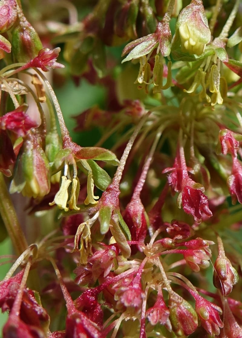 Rumex alpestre, Not collected--Switzerland. Sass Almagell. Lac Mattmark. 3 Jul 2016. DSC08449 (495).JPG