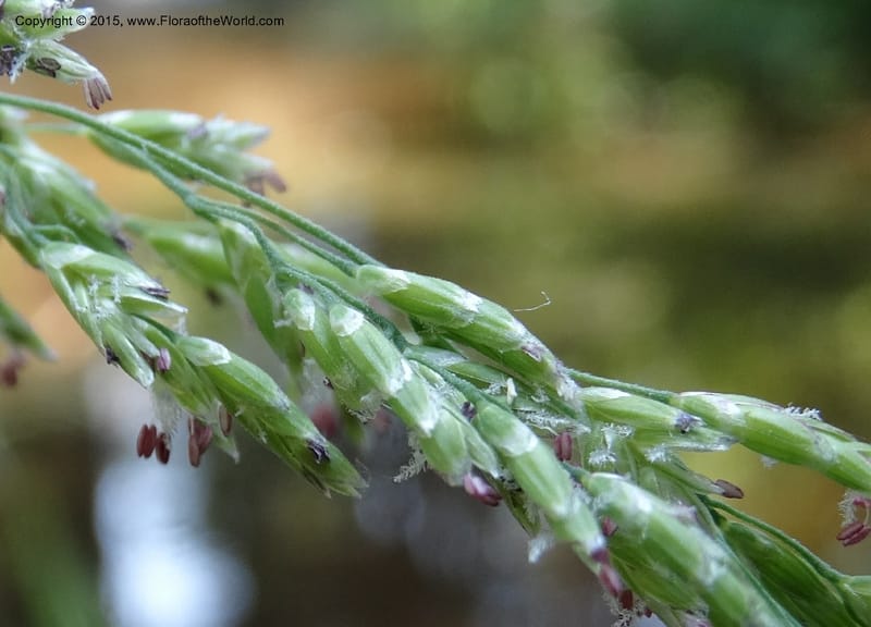 Torreyochloa pallida var. pauciflora, Davidson, C 12609--Idaho. Valley Co. Payette Lake. Sylvan Cr. 20 Jul 2014. DSC00669 (61).JPG