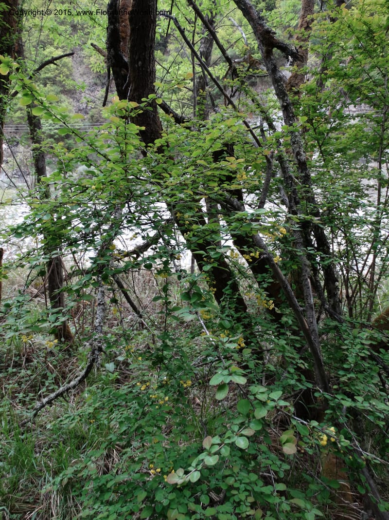 Berberis, Boufford, D 43610--China. Sichuan. ShaShiDuo. 8 May 2014. DSC04232 (218).JPG