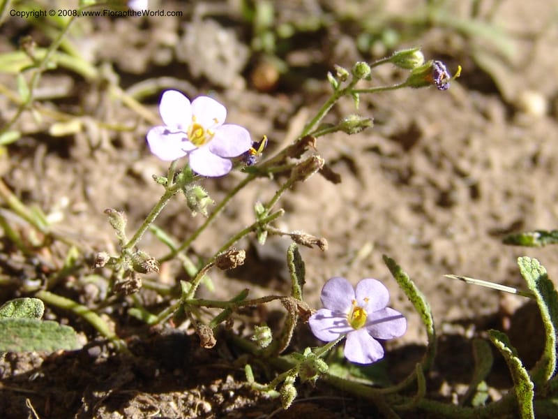 Sutera patriotica--So.Africa. E. Cape. Joubert's Pass, SE of Lady Gray. 9 Mch 05. 139.jpg